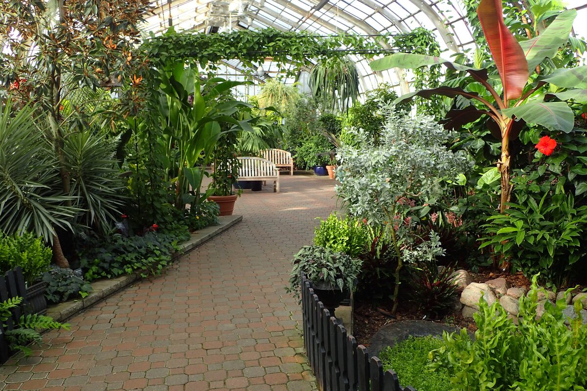 A brick path winding through the tropical plants of the Lincoln Park Conservatory