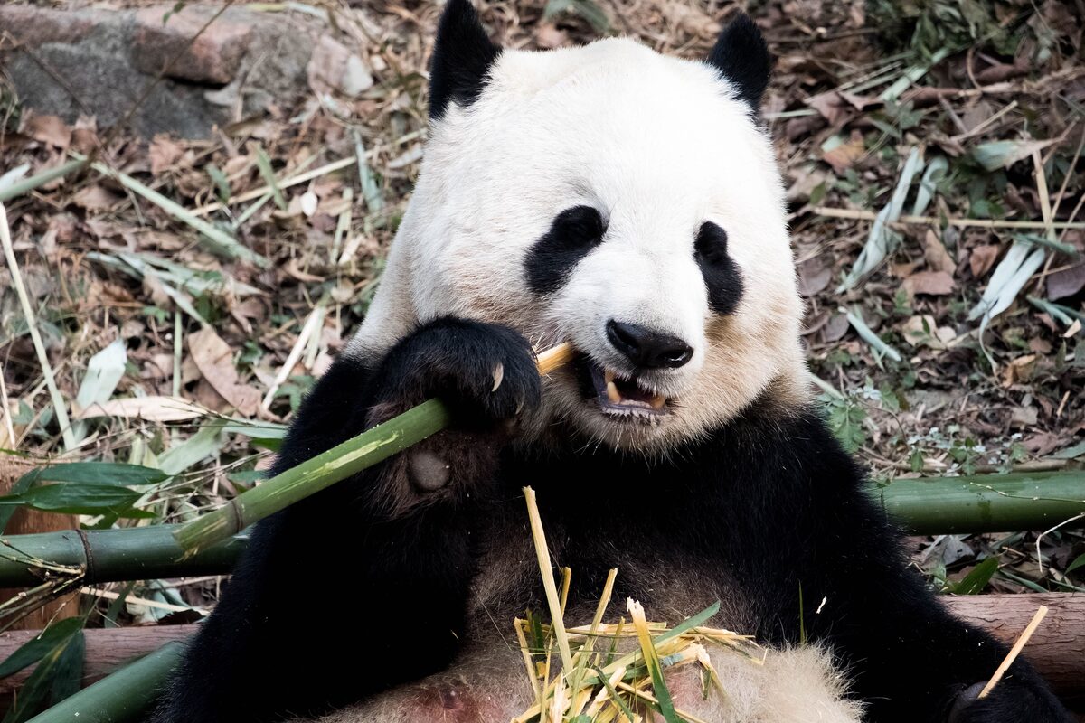 A giant panda sitting among dry leaves and chewing a green bamboo stalk at the Chengdu Research Base of Giant Panda Breeding