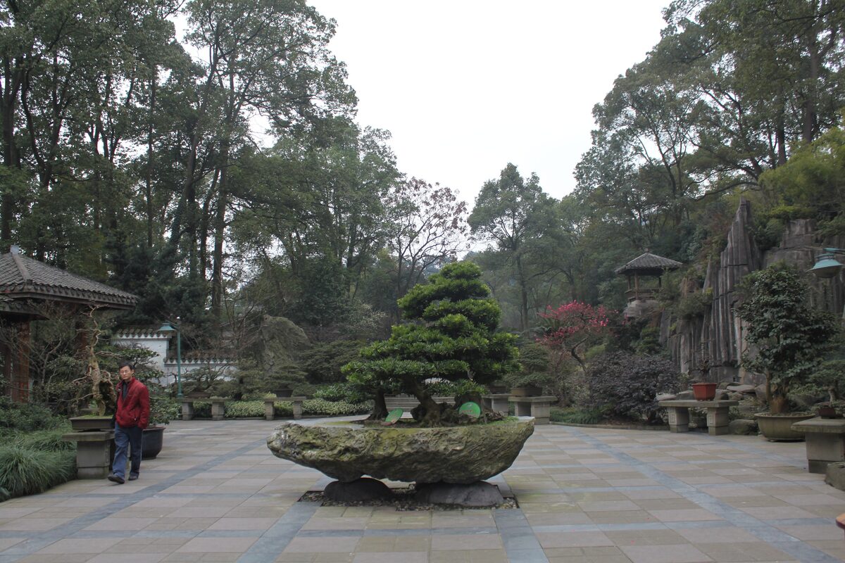 A bonsai pine on a stone trough in the Nanshan bonsai garden, with pavilions and rockwork among tall trees