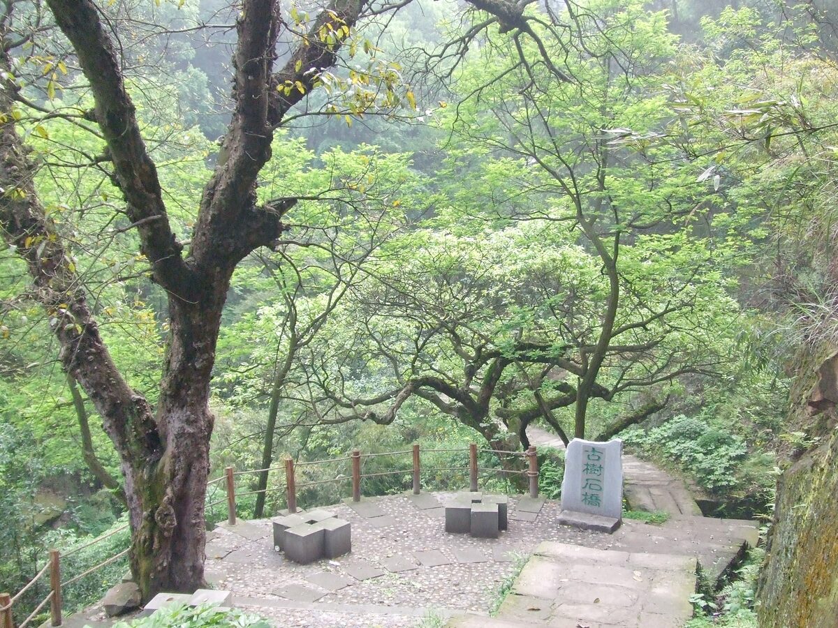 A wooded clearing on the Nanshan Old Path with an old tree, a stone marker and a railing over the slope
