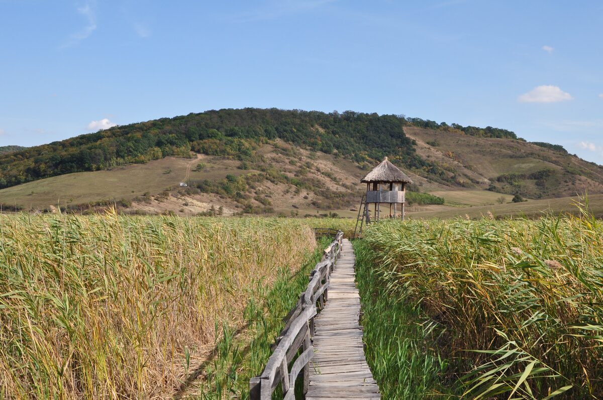 A wooden boardwalk leading through tall reeds to a thatched lookout tower in the Sic reed reserve, with a rolling hill behind
