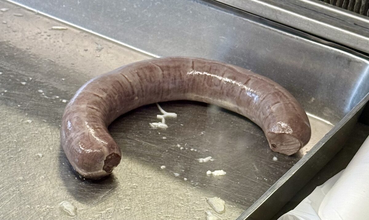 A coil of drisheen, the Cork blood sausage, on a metal tray