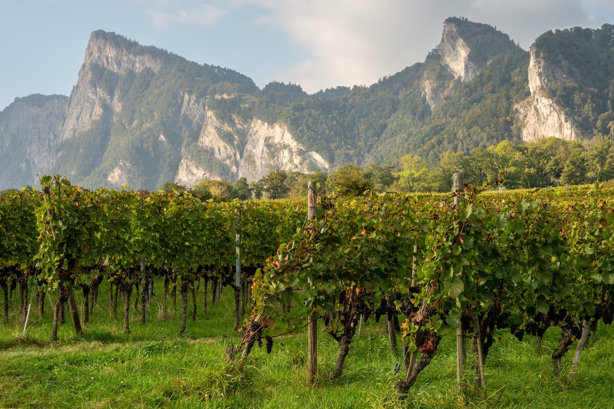 Vines in the Bündner Herrschaft near Maienfeld, with rocky limestone peaks rising behind the vineyard (autumn)