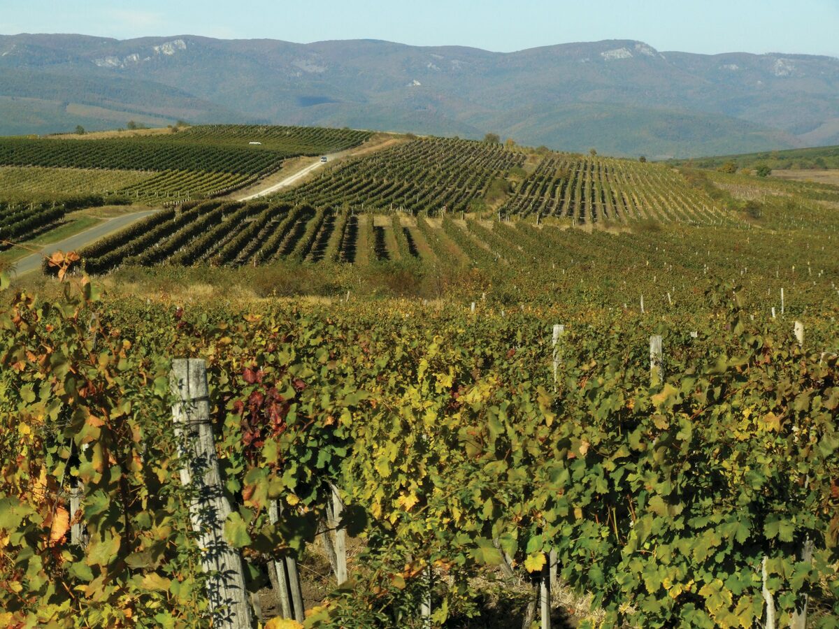 Autumn vineyards turning yellow and red on the slopes, with the ridges of the Bükk hills behind