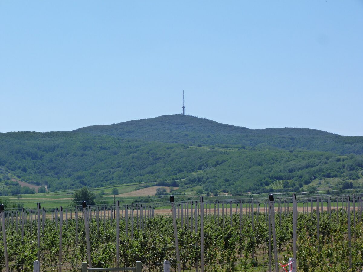 The wooded Tokaj hill with its TV tower on top, seen from Bodrogkeresztúr over rows of vines