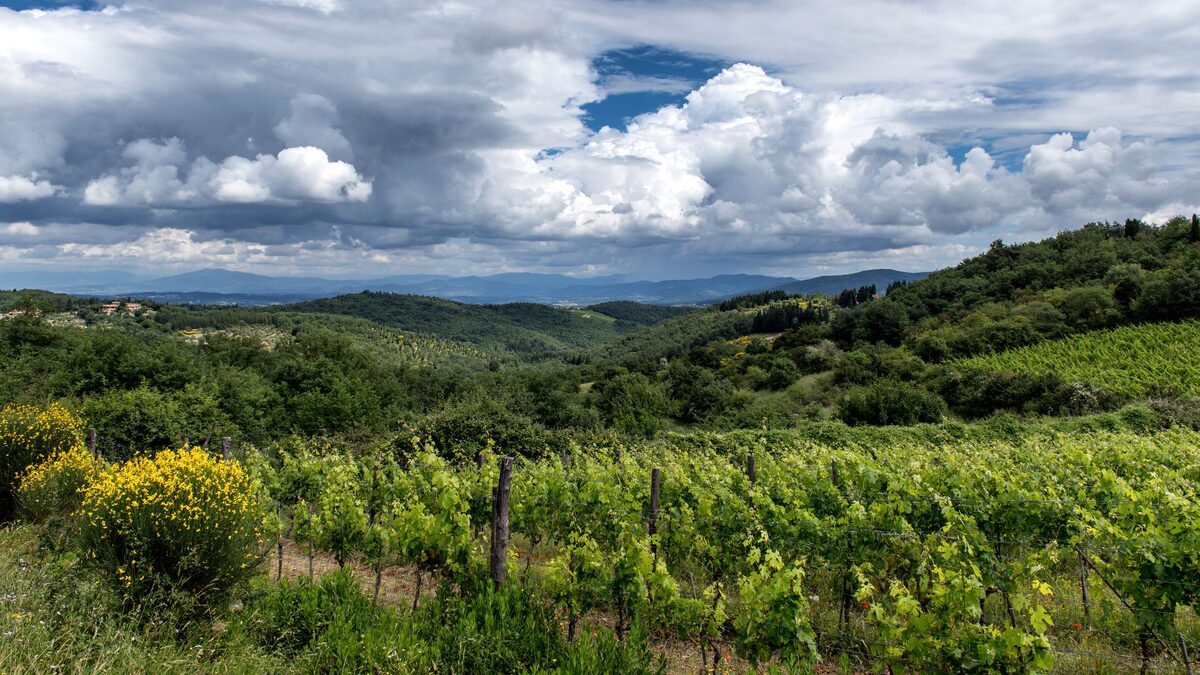 Green vineyards in the foreground and rolling wooded Tuscan hills under a dramatic cloudy sky