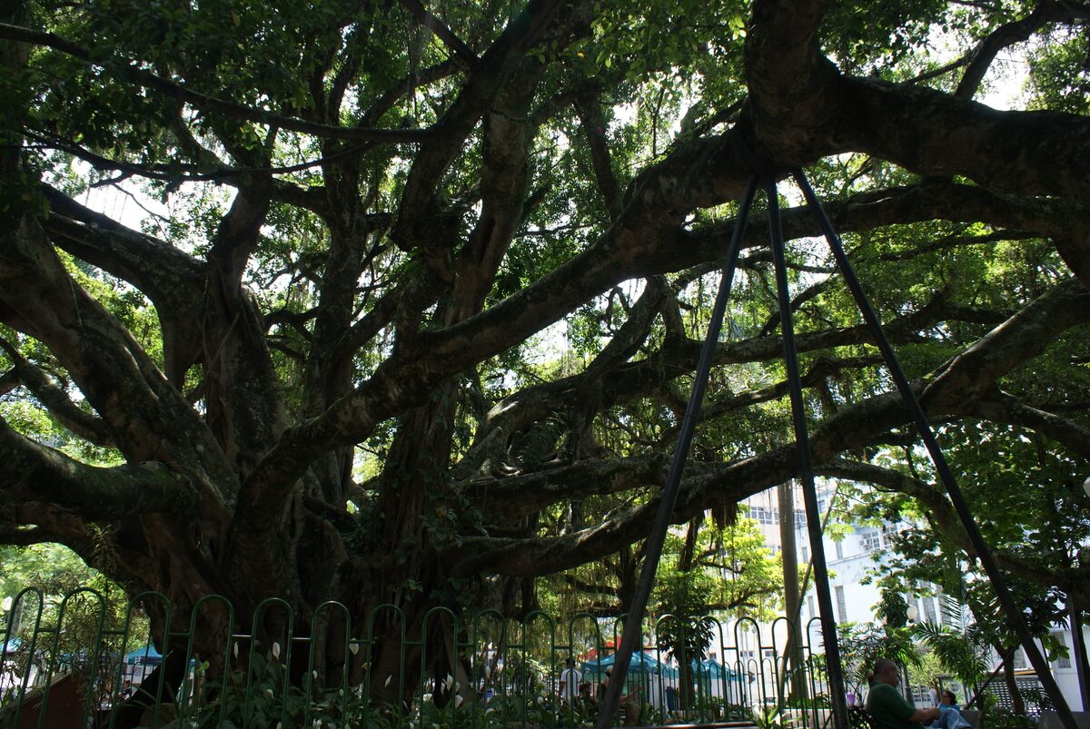 The huge spreading branches of the Velha Figueira, the old fig tree of Praça XV de Novembro, seen from beneath its canopy