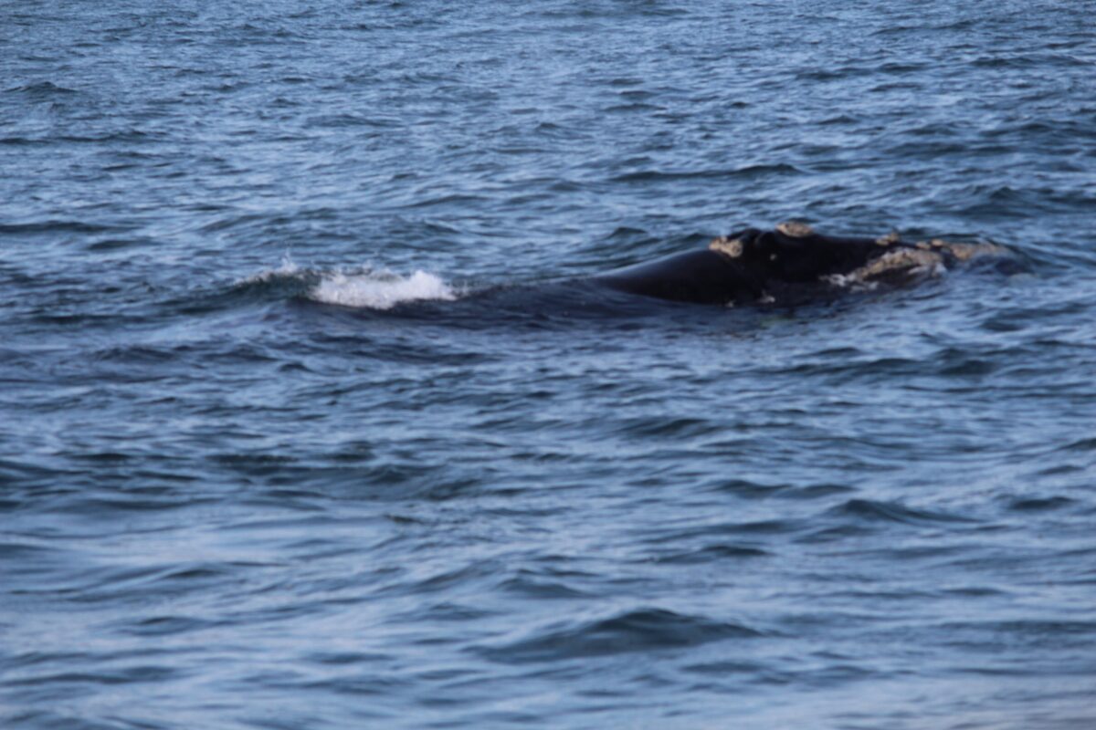 The head and back of a southern right whale breaking the surface of dark blue water