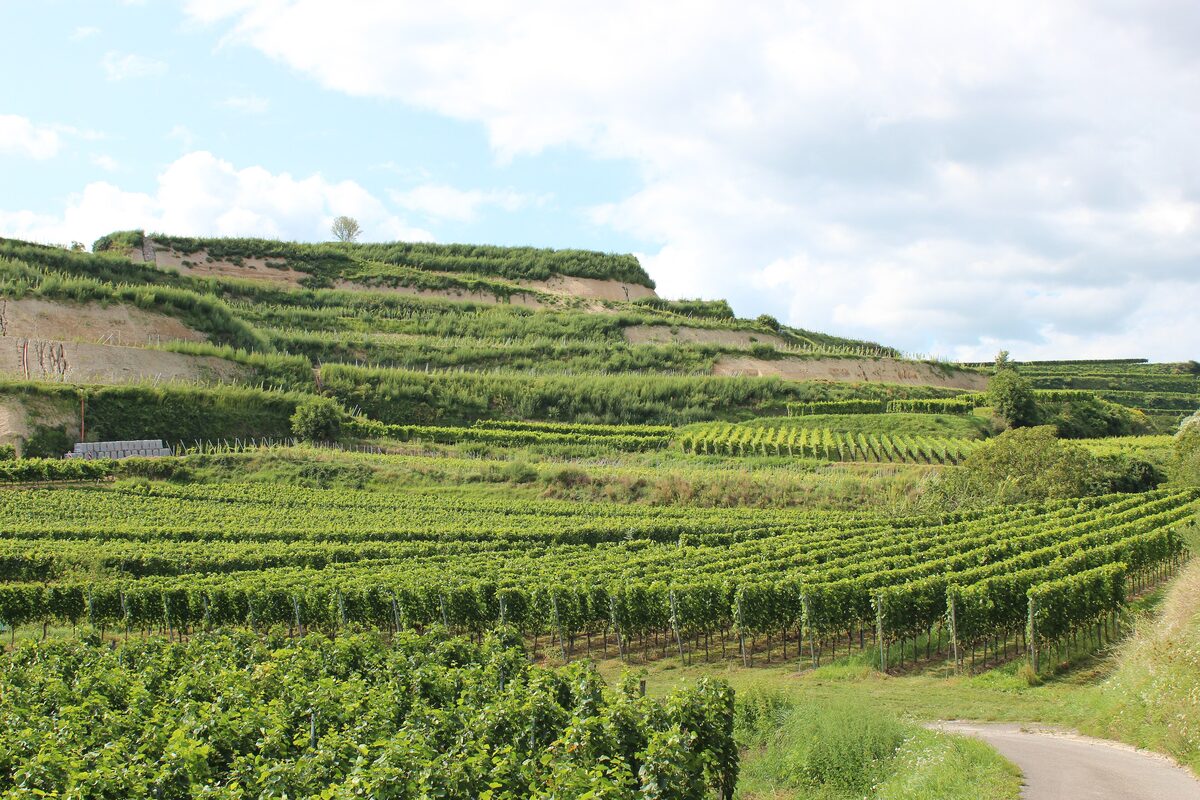 Terraced vineyards on the slopes above Ihringen in the Kaiserstuhl