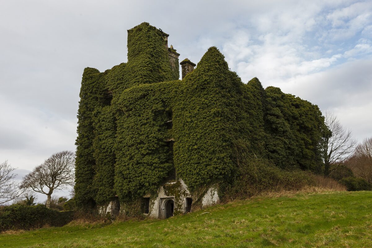 The ruin of Menlo Castle, a stone tower house almost completely covered in ivy, on a green field