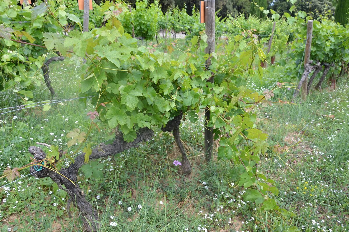 Chasselas grapevines with green leaves growing in a vineyard