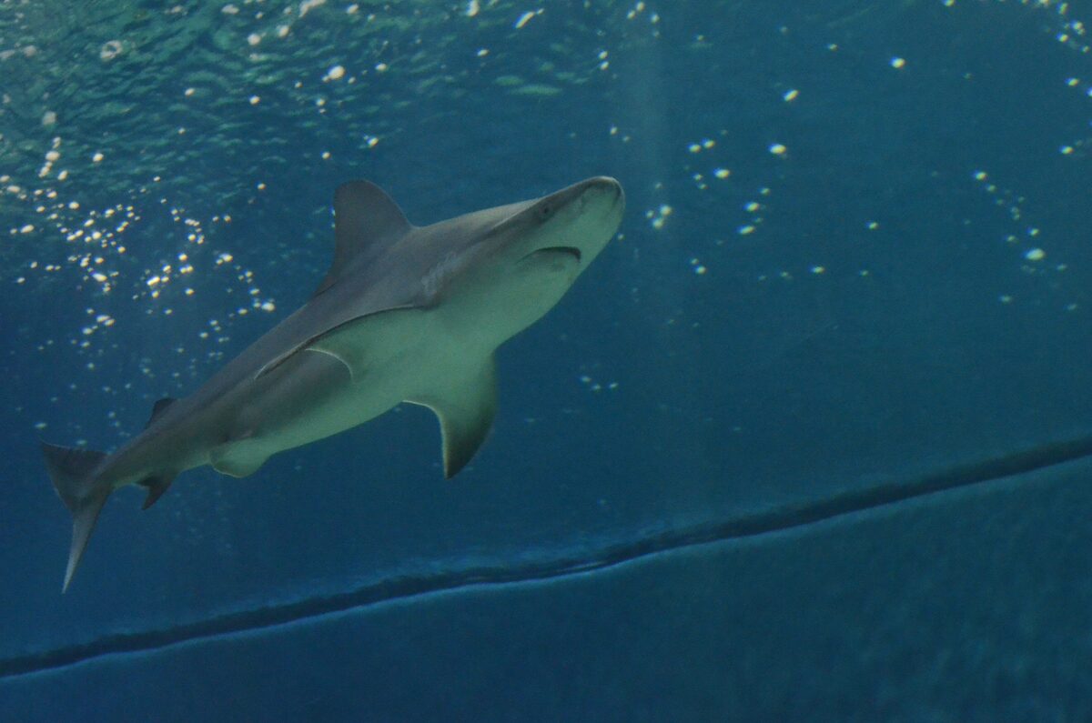 A shark swimming past the glass in the Aquarium of Genoa