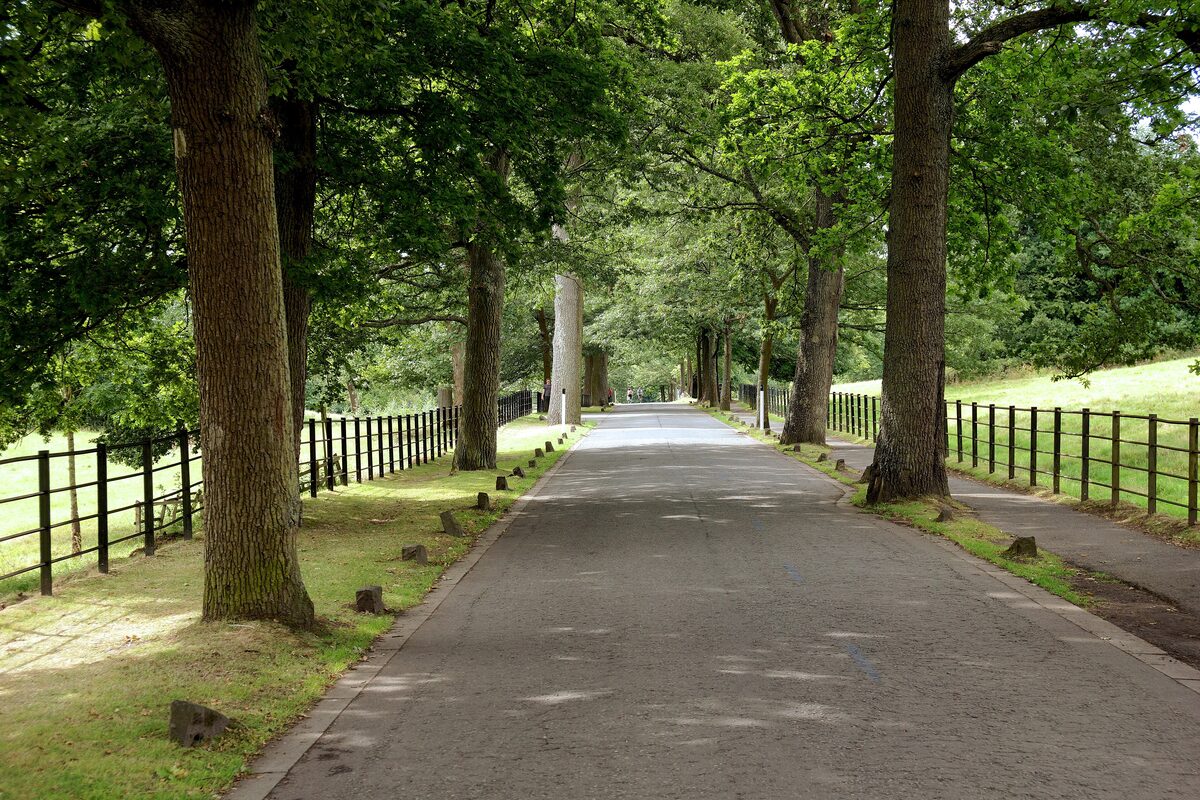 A tree-lined avenue through Pollok Country Park on a sunny day, with green fields to the side