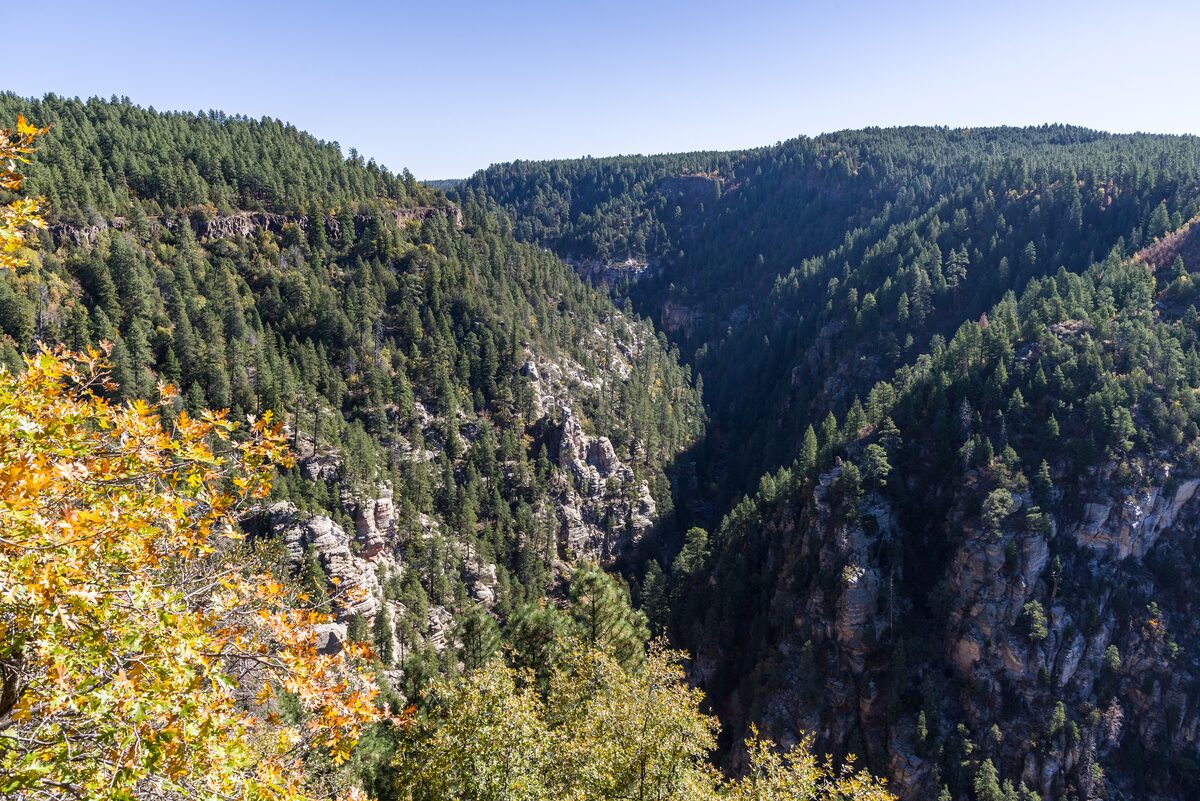 Pine-covered Oak Creek Canyon walls with fall color from the vista