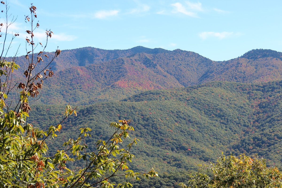 Autumn-tinged ridges of Richland Balsam seen from a Blue Ridge Parkway overlook