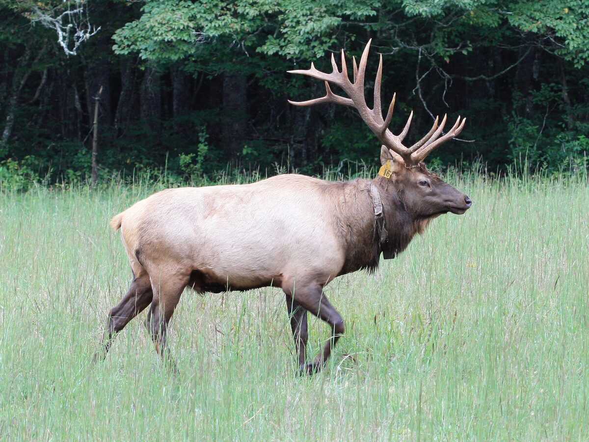 A bull elk with large antlers walking through tall green meadow grass