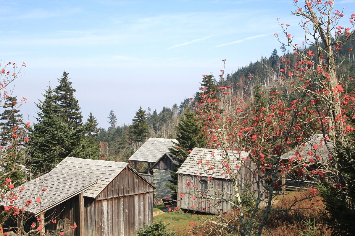 Wooden cabins of LeConte Lodge among spruce and red berries near the summit
