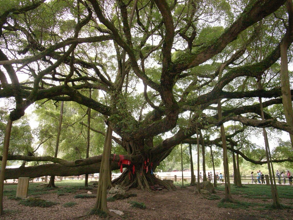 The Big Banyan Tree seen from below, with its wide crown of branches and aerial roots hanging to the ground