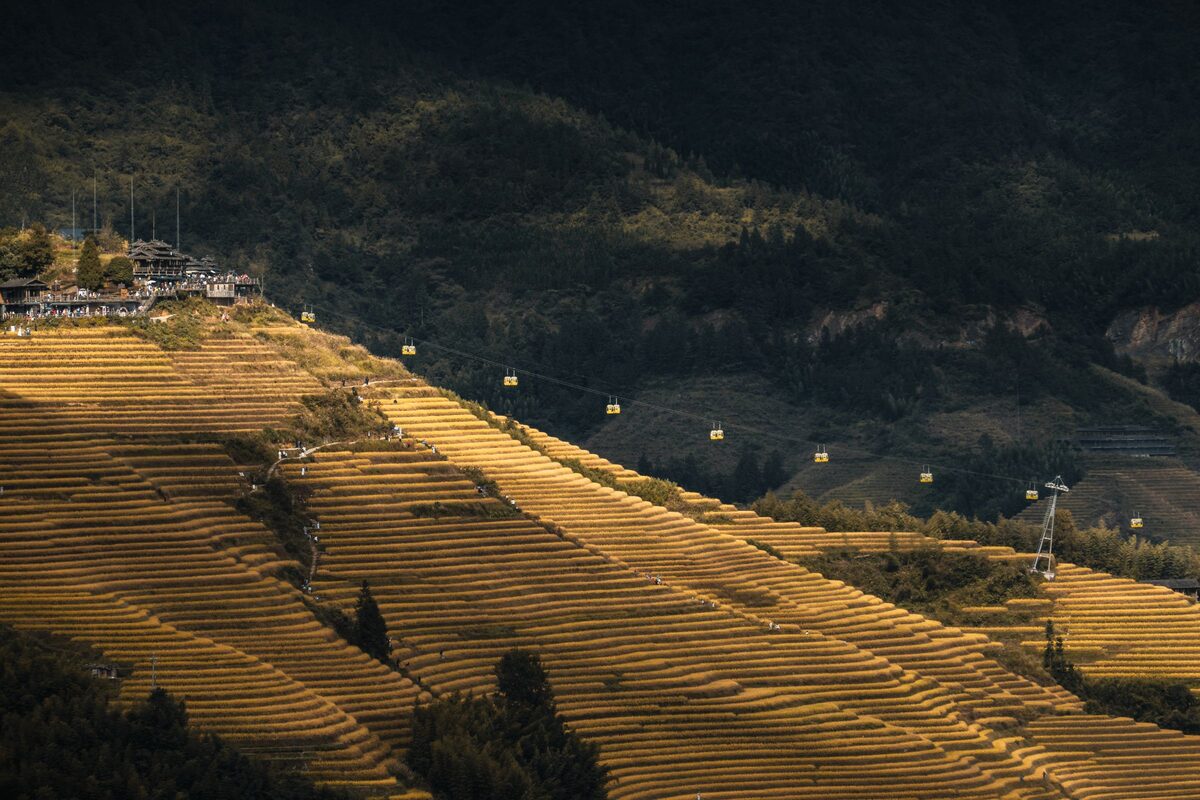 Golden rice terraces on a Longsheng hillside with a line of cable cars running up to a village at the top