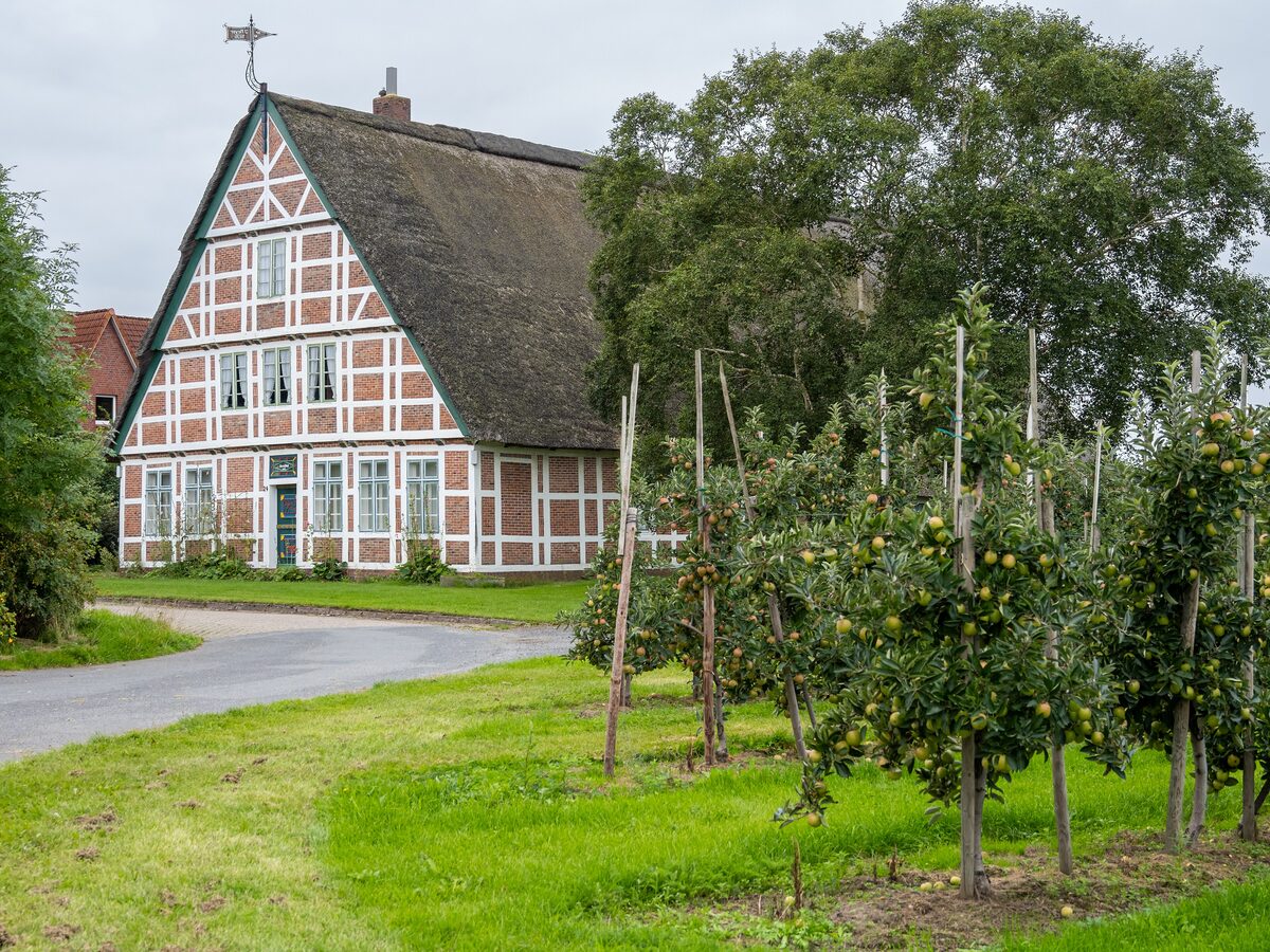 A half-timbered farmhouse with a thatched roof behind rows of apple trees in the Altes Land