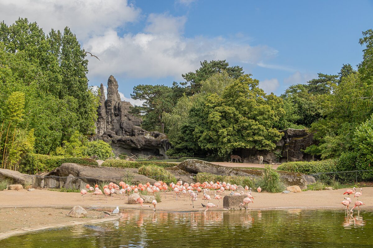 Flamingos at the edge of a pond in front of rock formations at Hagenbeck's Tierpark