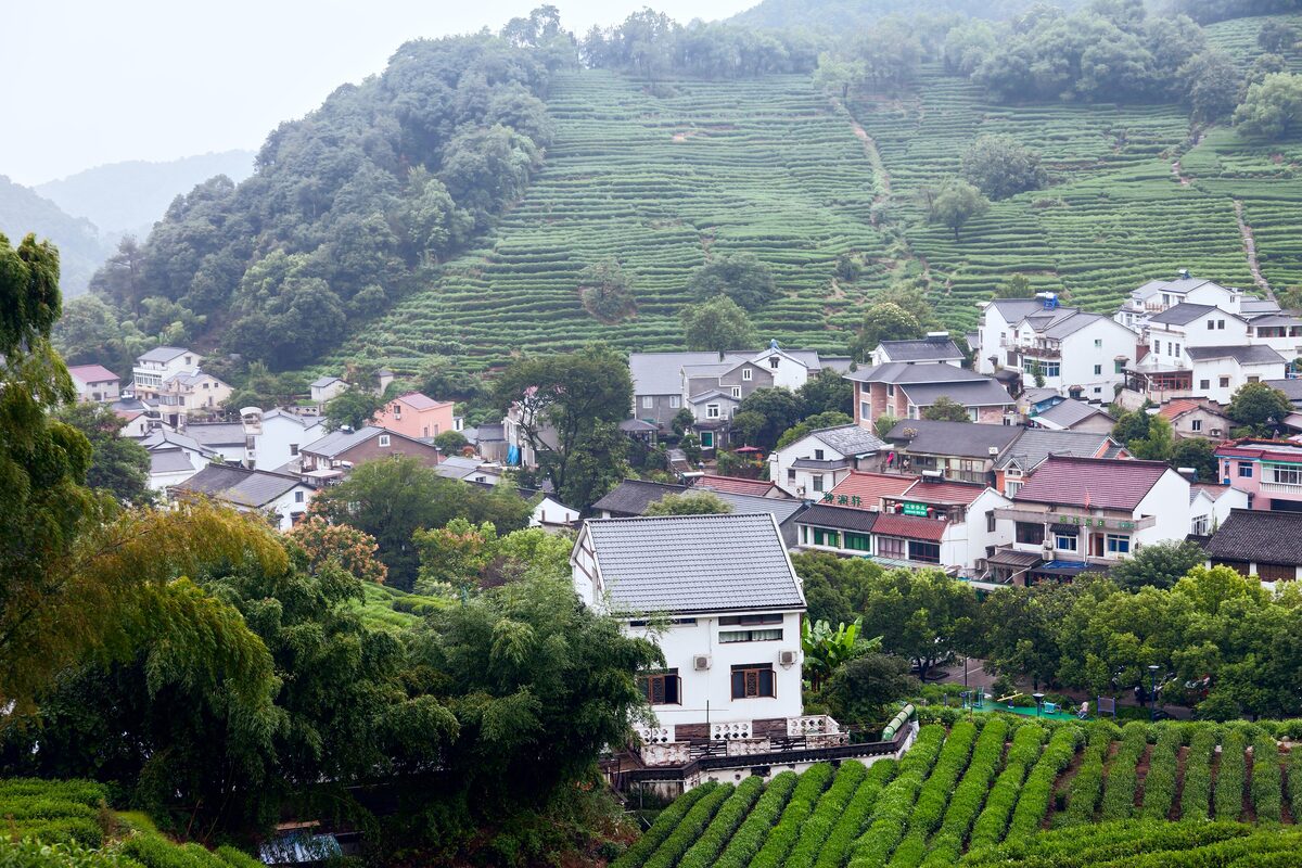 White houses of Longjing village on a hillside covered in rows of terraced tea bushes
