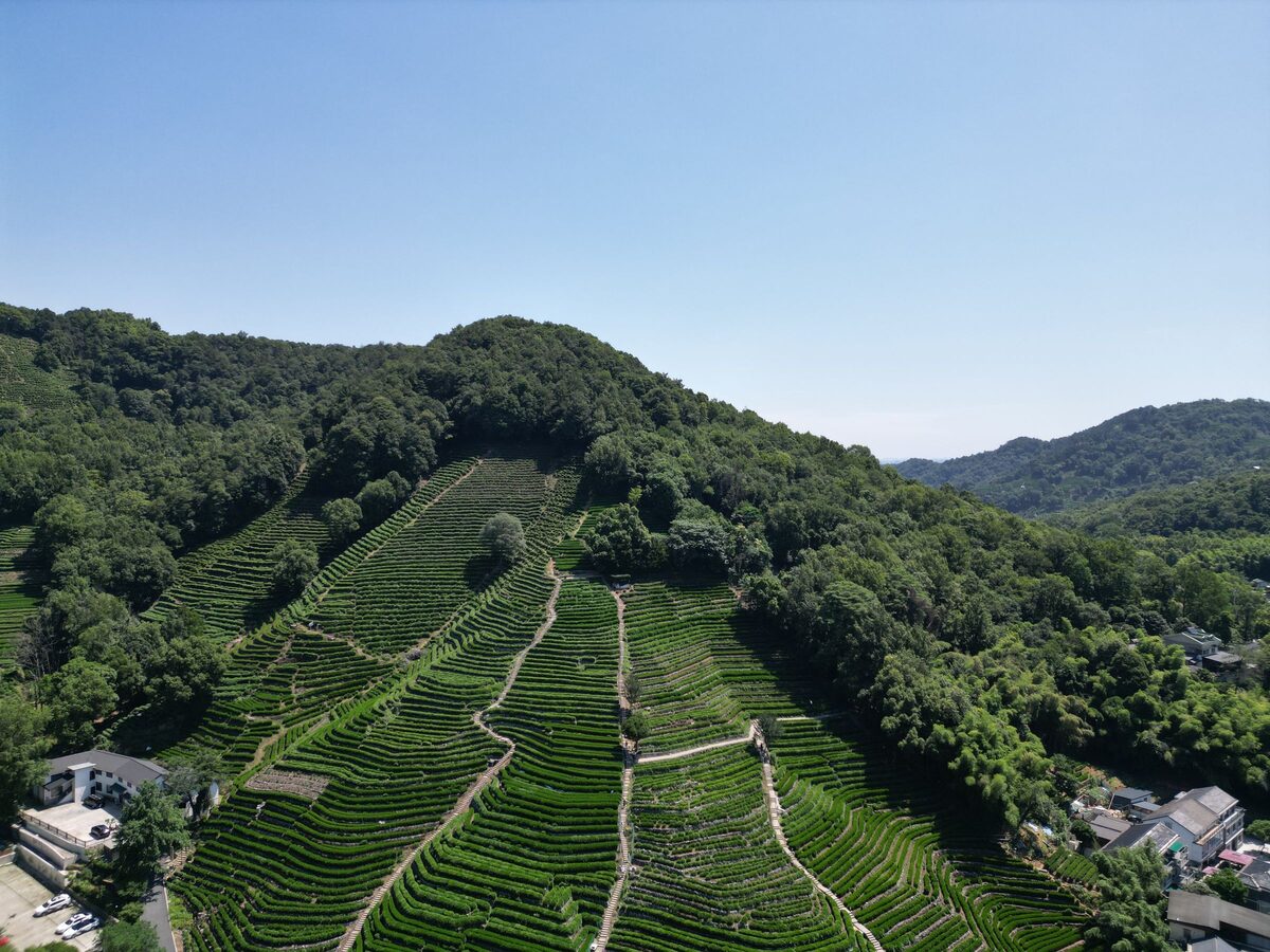 Aerial view of terraced Longjing tea rows climbing a wooded hillside above the village rooftops near West Lake
