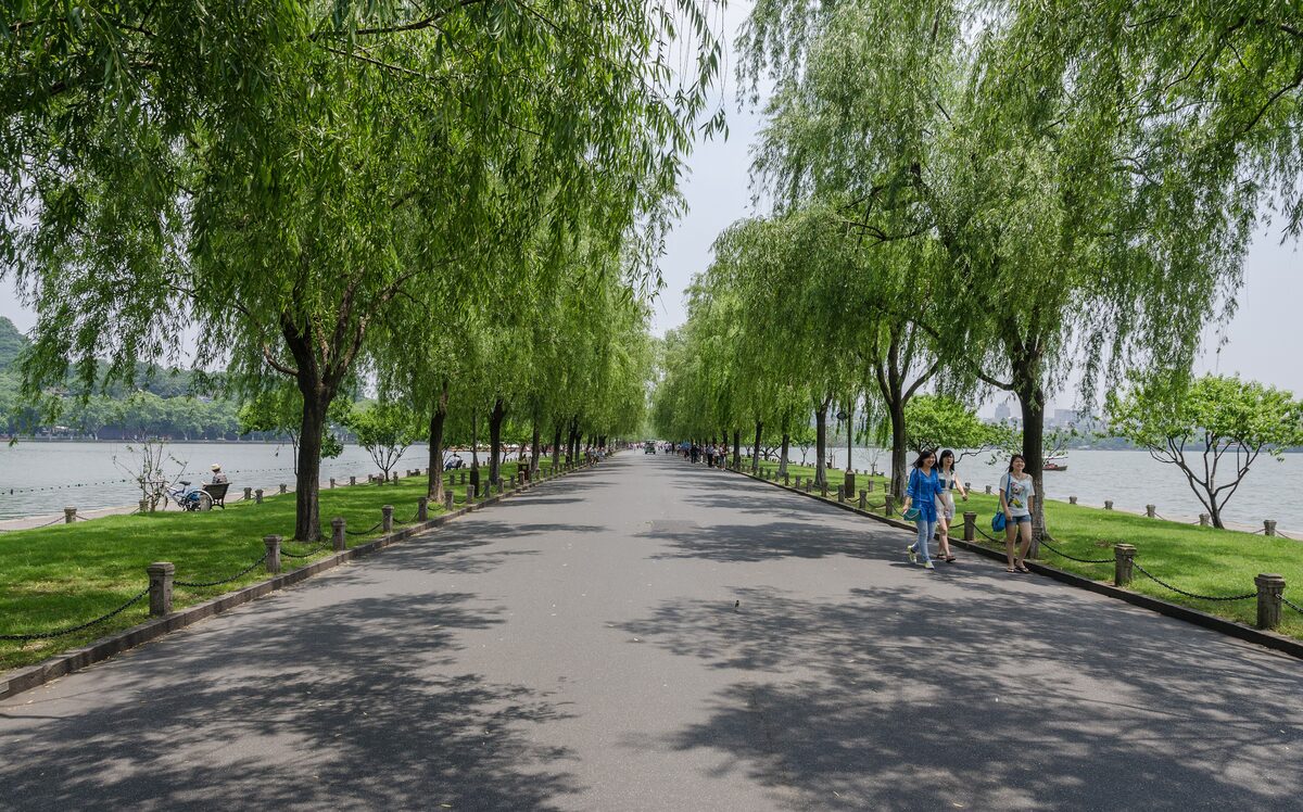 A wide paved path lined with weeping willows on the Su Causeway, with West Lake showing on both sides