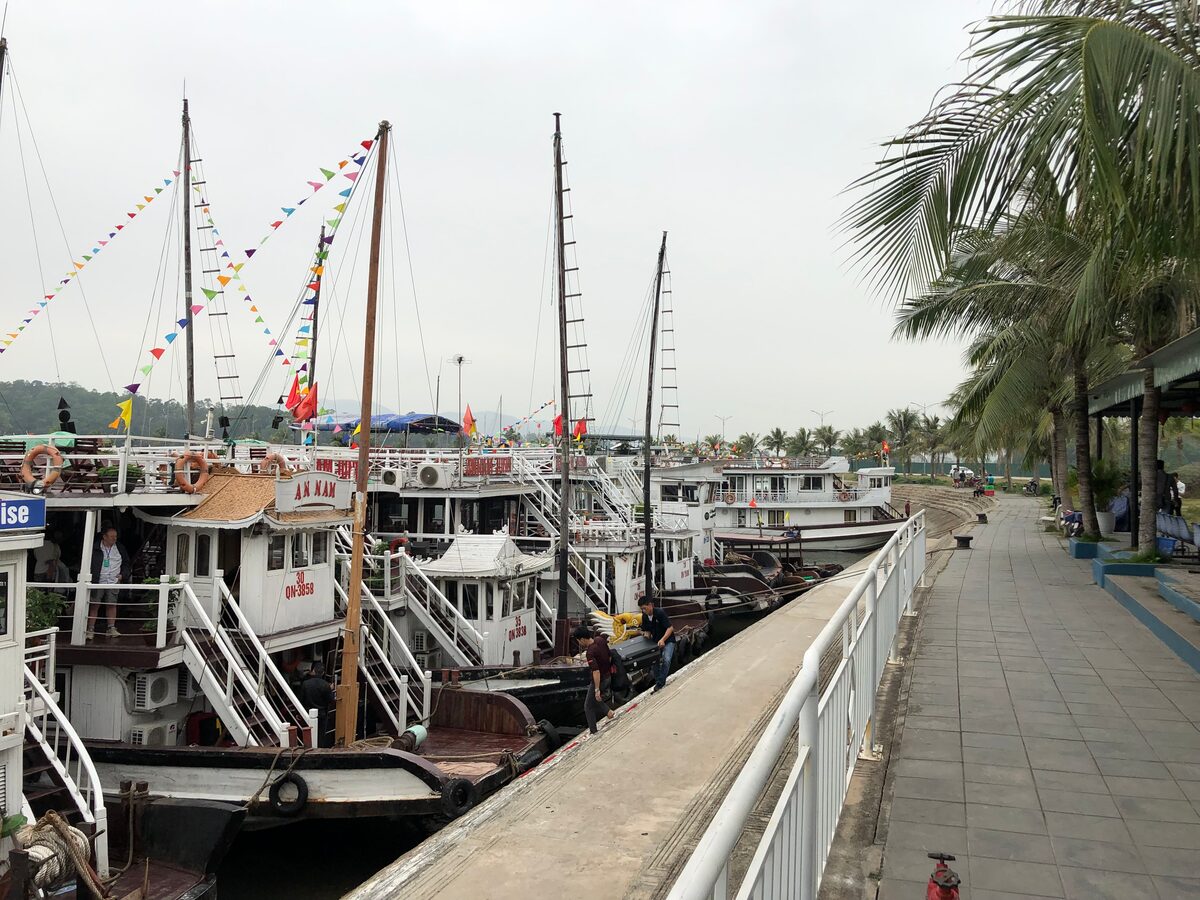 Cruise boats with flag bunting moored along the Tuan Chau harbor promenade, with palm trees on the right