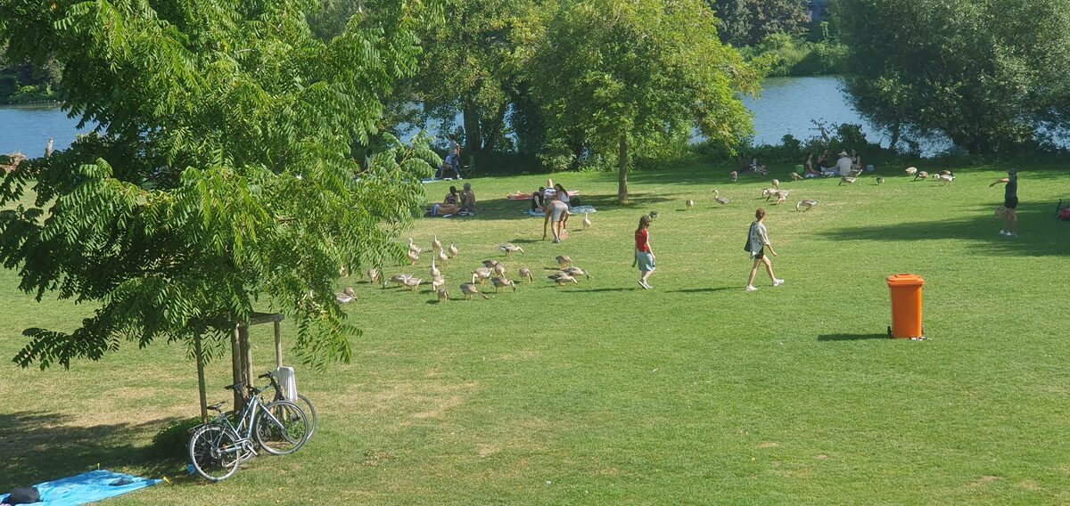 People and geese on the grass of the Neckarwiese, with the river and trees behind
