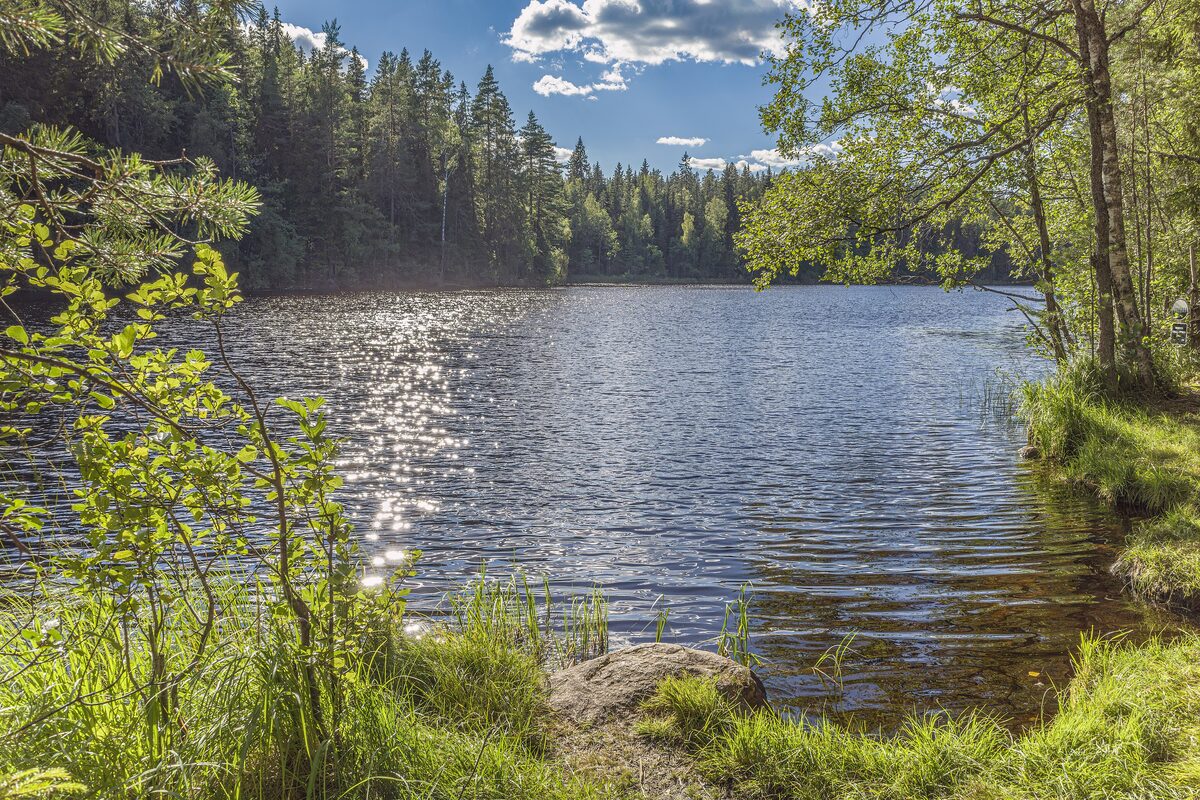 A forest lake in Nuuksio National Park with sunlight on the water and pines on the far shore