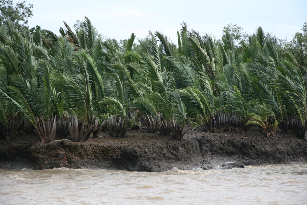 Nipa palms bent by the wind along a muddy river bank in the Rừng Sác mangrove forest