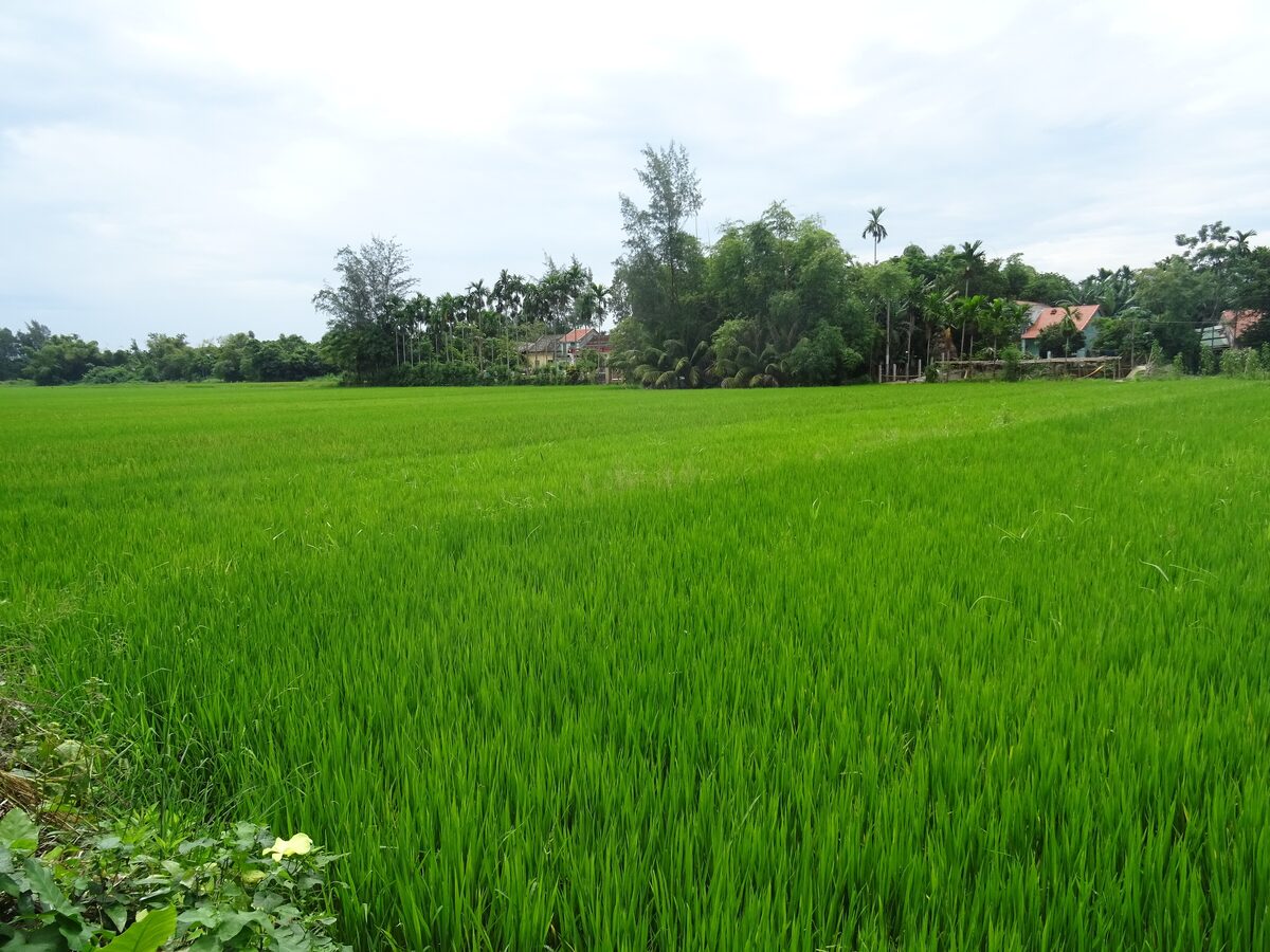 Bright green rice paddies under a pale cloudy sky, with village trees along the edge, on Cam Kim island across the river from the old town