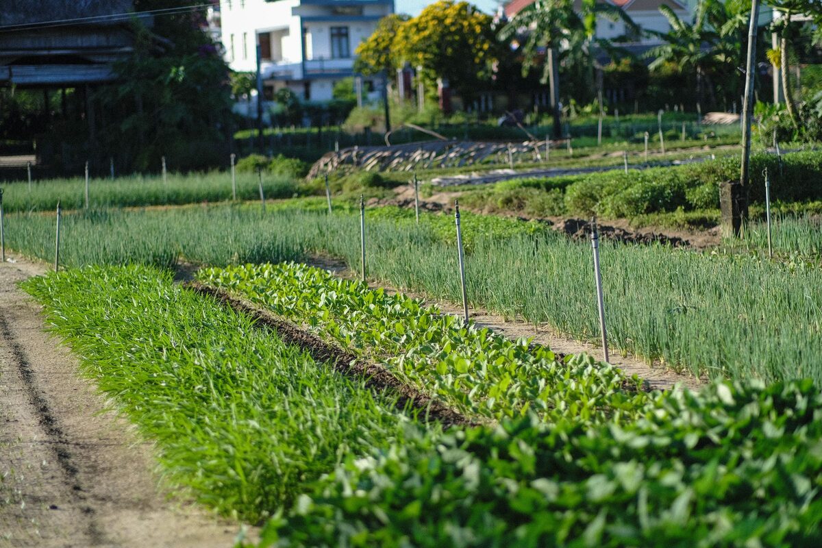 Neat beds of leafy greens and spring onions in a vegetable garden at Hoi An, with houses and palms behind