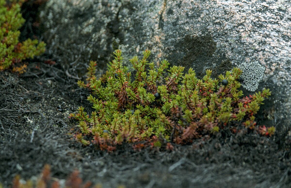A low crowberry shrub with green and red leaves and a few dark berries, growing on bare rock in Greenland