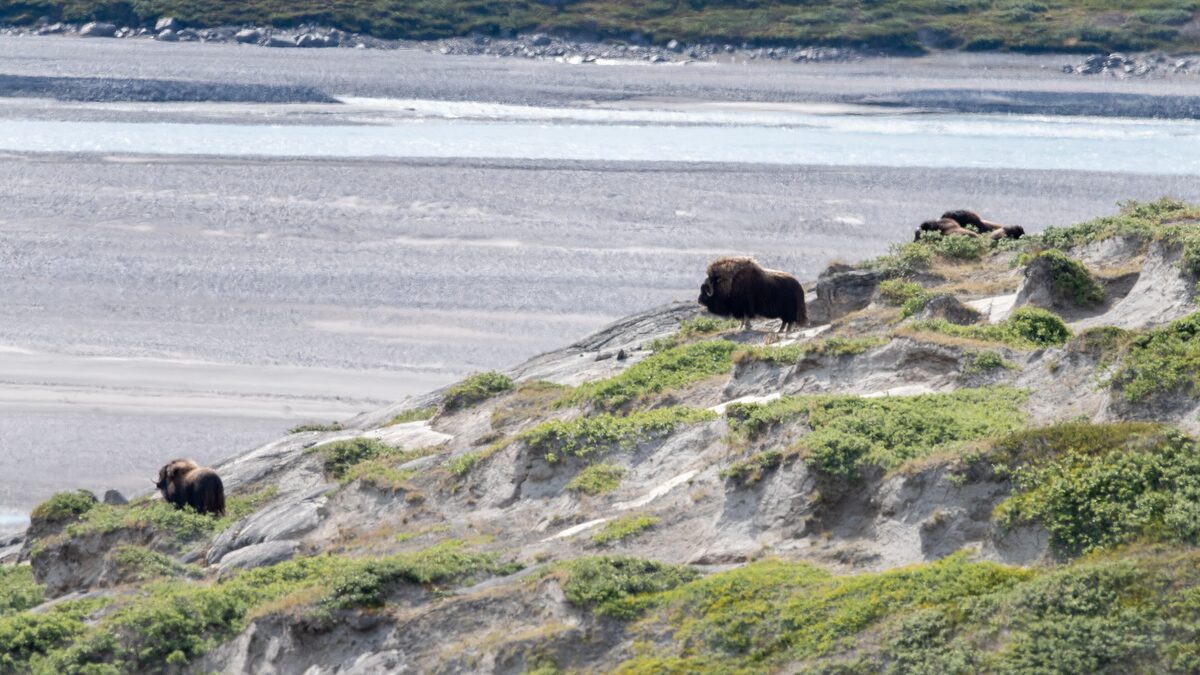 Musk oxen grazing on a green slope above a gravel river plain in Greenland