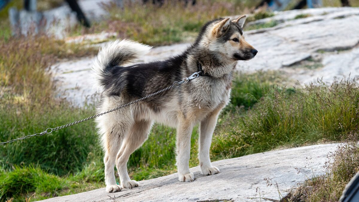 A grey and cream Greenland sled dog on a chain, standing on a bare rock slab among grass in Oqaatsut, a settlement near Ilulissat