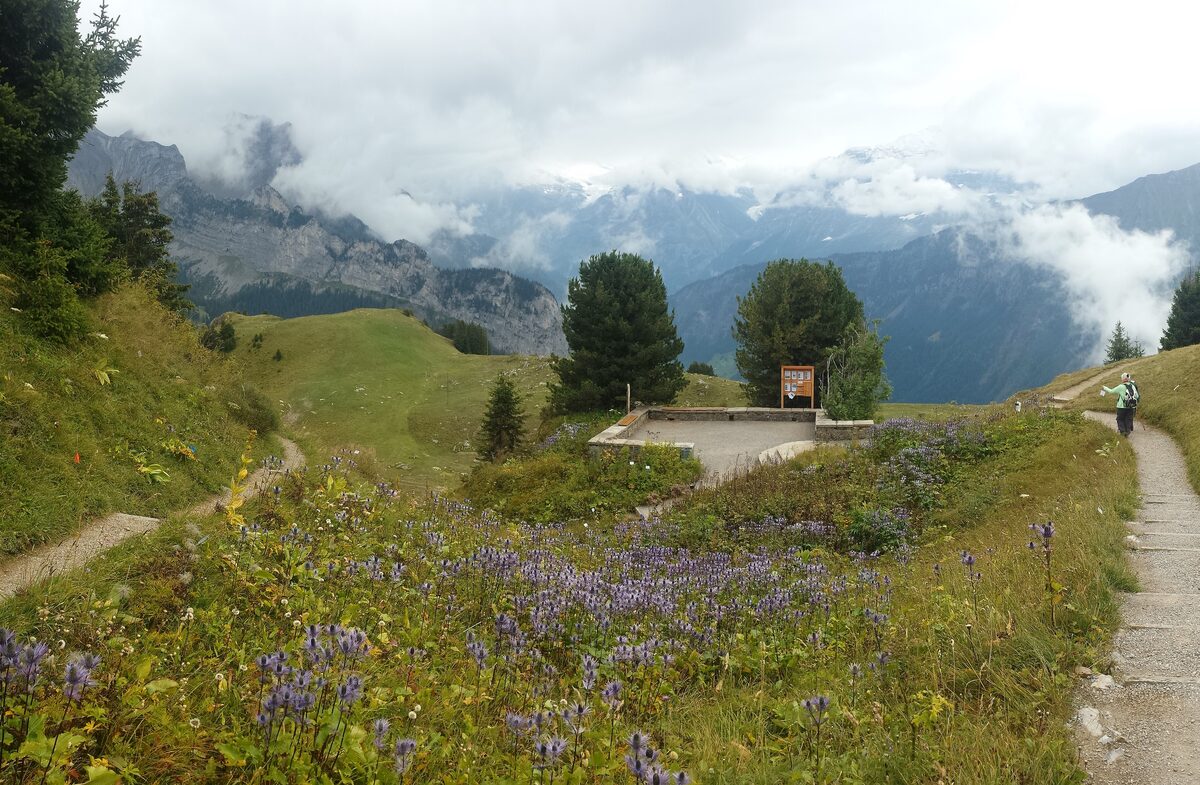 Purple alpine flowers in bloom beside a path at the Schynige Platte Alpine Garden, with mountains behind