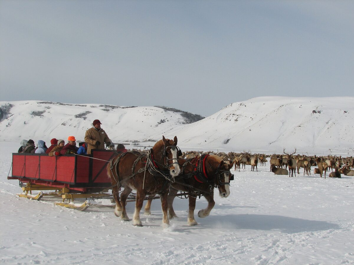 A horse-drawn sleigh full of riders on the snow beside a herd of elk on the National Elk Refuge
