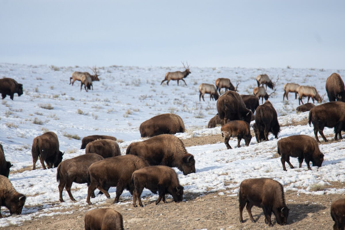 Elk and bison on snow at the National Elk Refuge, on the edge of Jackson