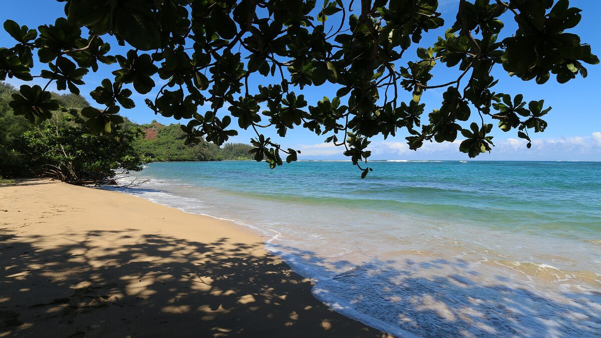 Sandy Hanalei Bay beach framed by branches and turquoise water