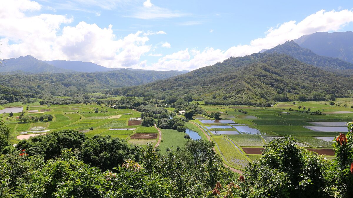 Taro fields and green mountains in the Hanalei Valley