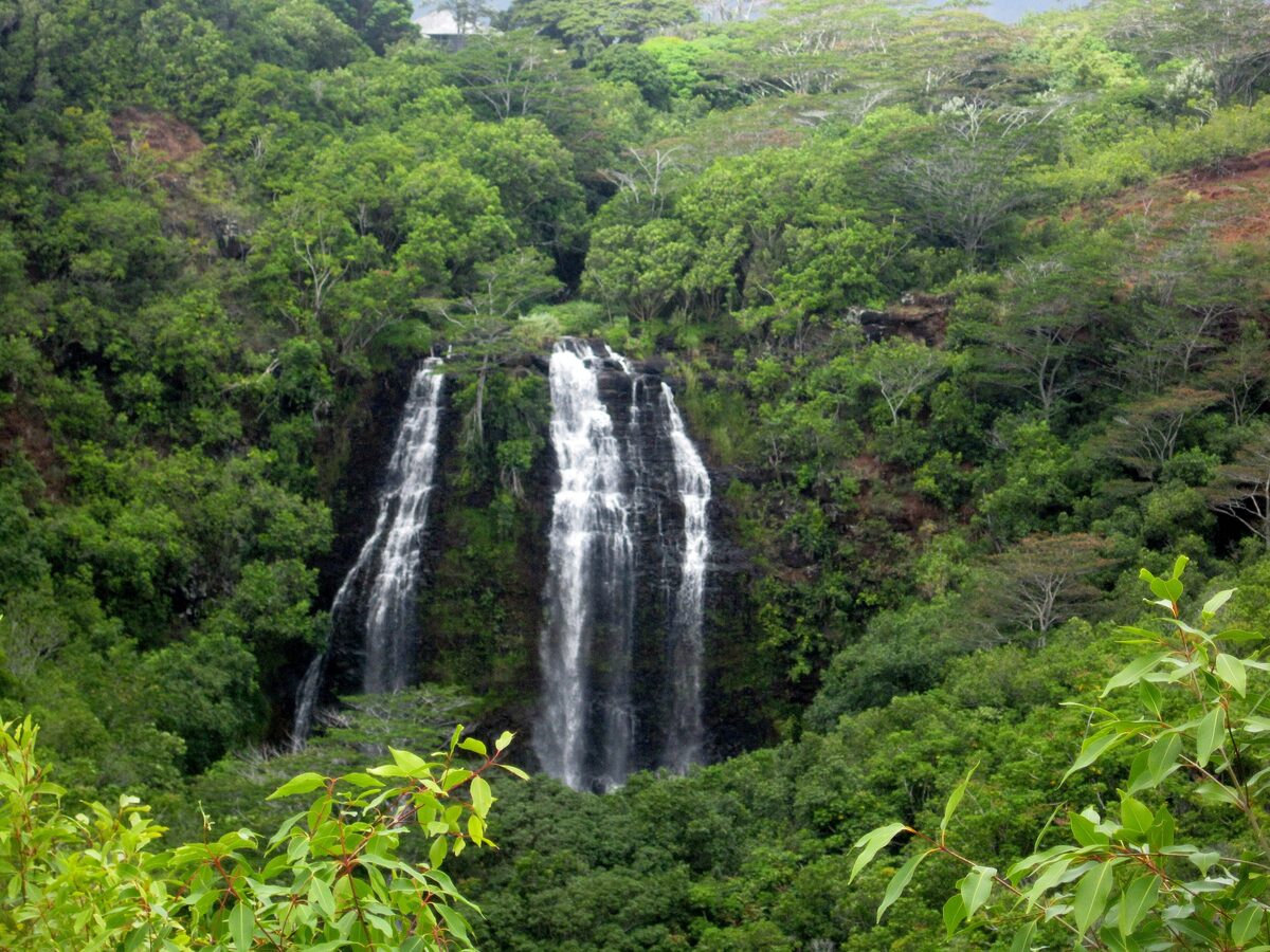 ʻŌpaekaʻa Falls pouring through green jungle in two streams