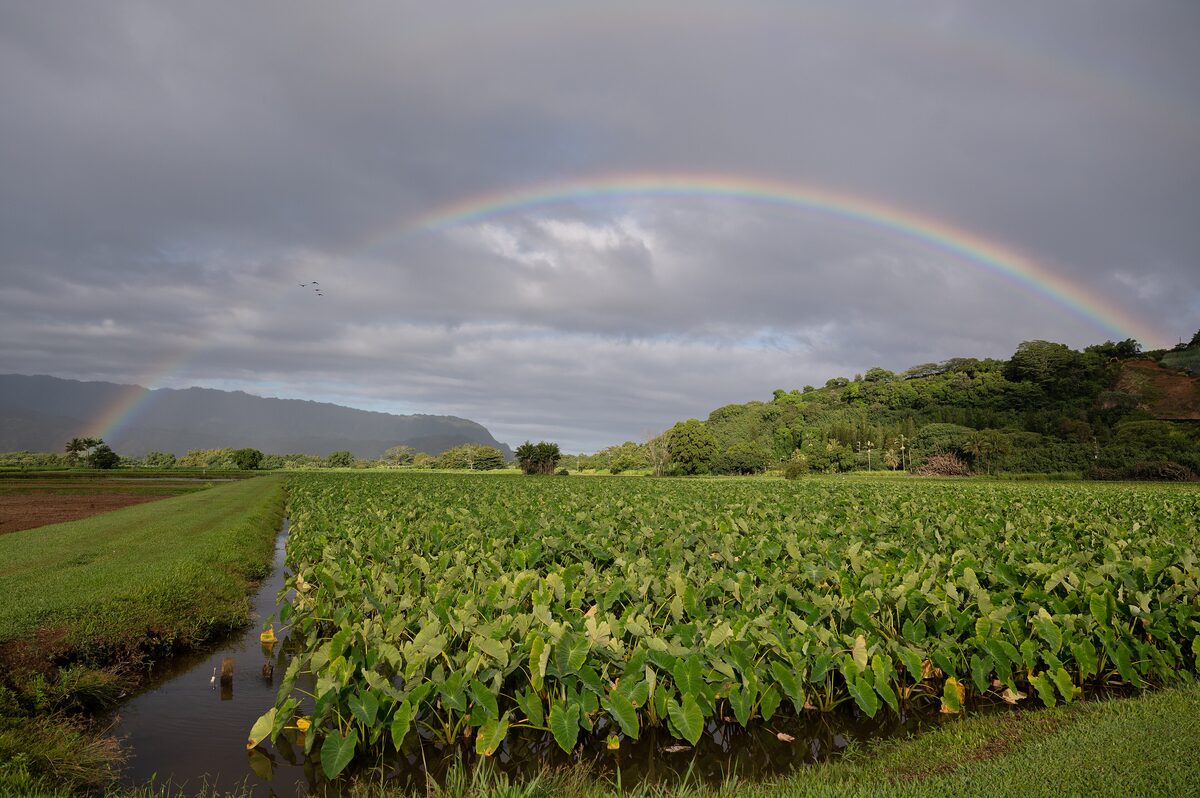 Green taro fields under a rainbow on Kauai's north shore