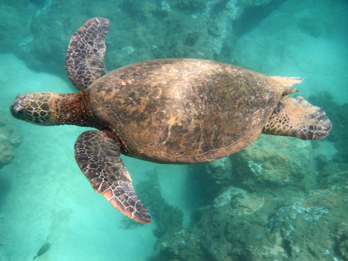 Green sea turtle swimming over the reef at Tunnels Beach