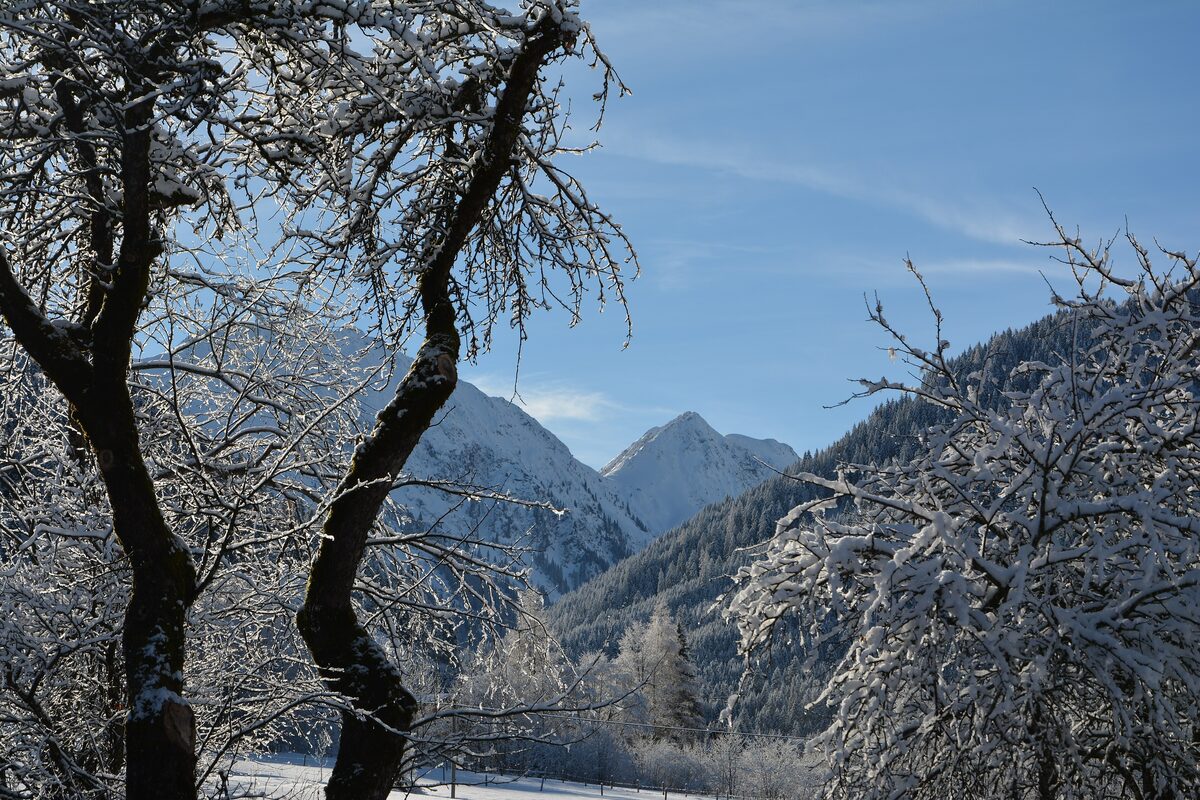 Fresh snow on bare trees in Aschau, part of Kirchberg in Tirol, with snowy mountains behind
