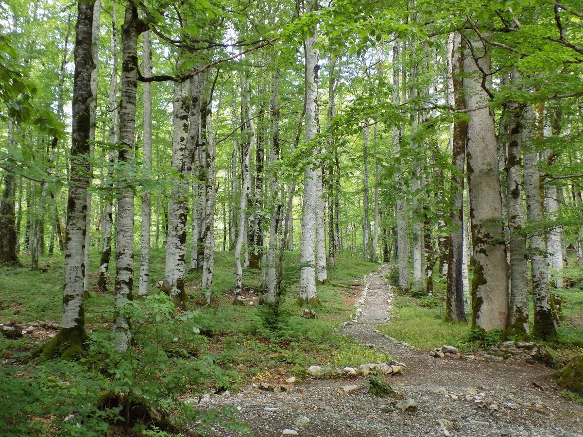 Beech forest in Biogradska Gora in late spring, with pale-trunked trees and a gravel path through fresh green leaves