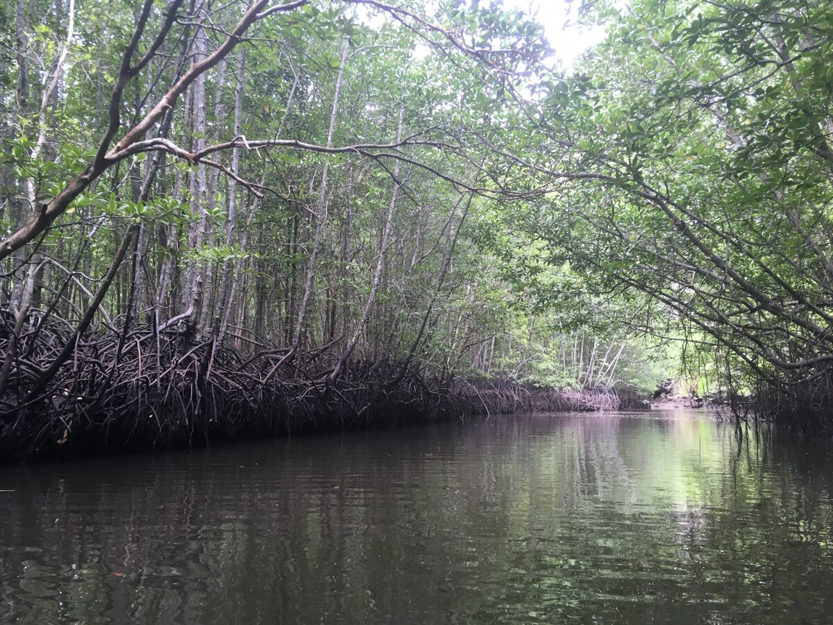 A narrow mangrove channel in Ao Thalane with exposed roots on both sides and reflections on still water