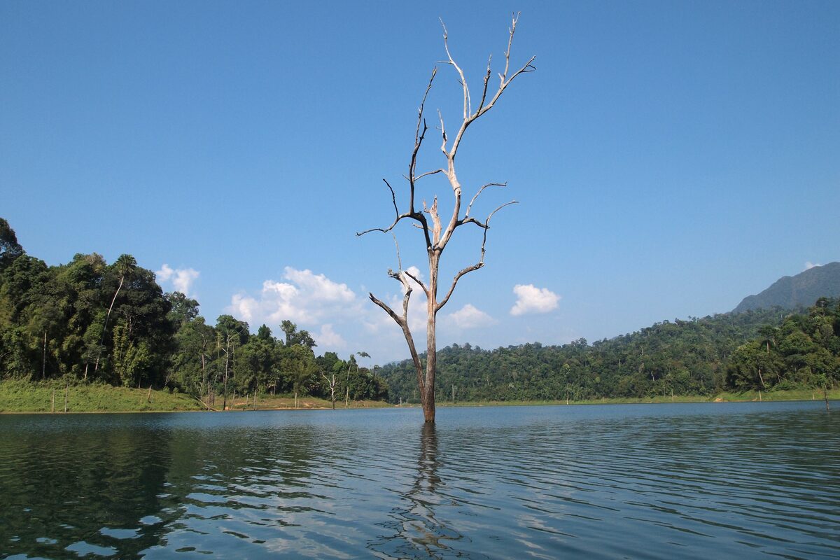 A dead tree standing in the blue water of Cheow Lan Lake, with rainforest on the shore