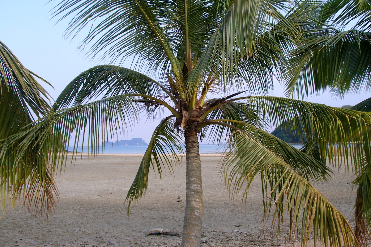 A palm leaning over a sandy beach on Koh Yao Noi, with a glimpse of the sea and distant hills